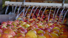 Processing Lines and Post Harvest Management